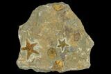 Fossil Starfish (Petraster?) & Edrioasteroids (Spinadiscus) - Morocco #118071-1